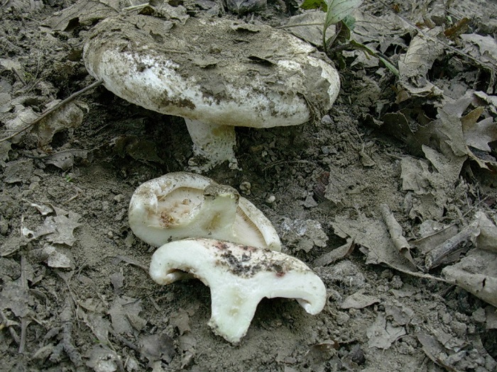 809 Ottobre vecchio ritrovamento